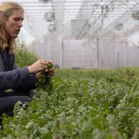 The farm manager poses while harvesting fresh bunches of cilantro for Replenish, the food resource at GVSU.